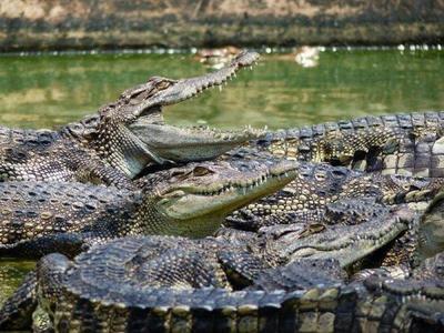 A bask of crocodiles in Jong's Crocodile Farm