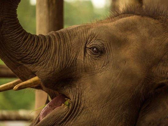 A closeup of elephant in the Elephant Village Camp