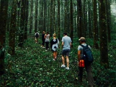 A group of tourists jungle trekking in Bedugul