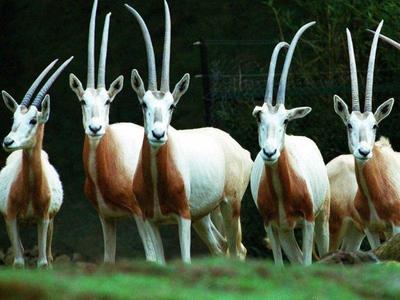 A herd of antelope in Cisarua Safari Park