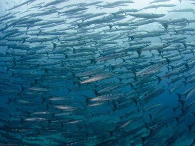 A school of barracude photoed at Derawan Islands