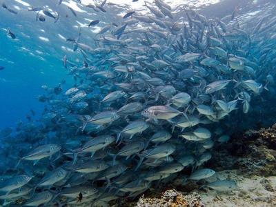 A school of Jack fish in Sipadan Island