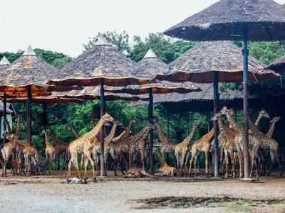 A tower of giraffes in Bangkok Safari