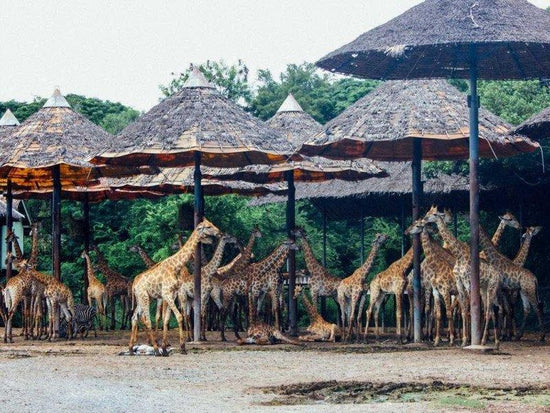 A tower of giraffes in Bangkok Safari