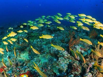 Abundant marine life in the sea around Bali