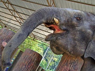 An elephant in the Kuala Gandah Elephant Sanctuary