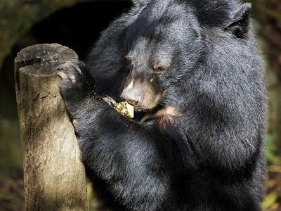Asian black bear eating pineapple in Luang Prabang