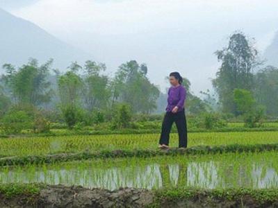 Ba Be Local rice farm
