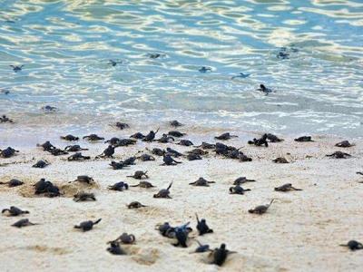 Baby turtles crawling towards the sea at Turtle Island