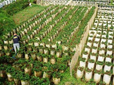 Bandung Strawberry Farm