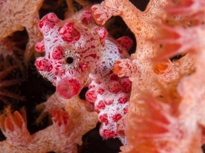 Bargibanti Pygmy Seahorse photoed in Derawan Islands