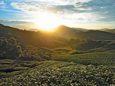 Beautiful sunrise view on Cameron Highlands