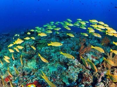 Big group of fishes in Perhentian