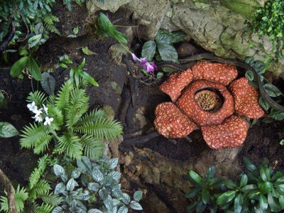 Blooming Rafflesia flower on Cameron Highlands