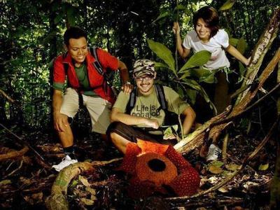 Blooming Rafflesia in Gading National Park