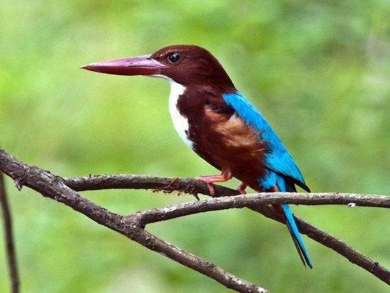 Blue and brown bird resting on a tree branch in Langkawi