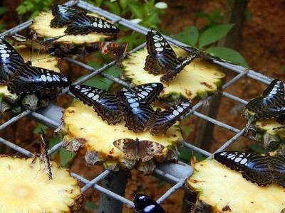 Butterflies on sliced pineapples in Penang