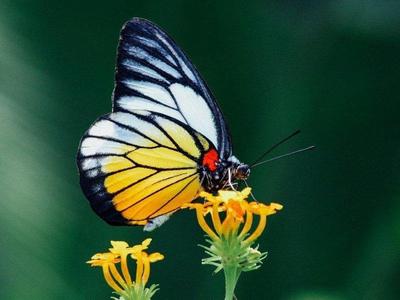 Butterfly on flower nectar at Sentosa Butterfly Farm