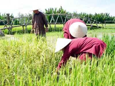 Cam Thanh Countryside Rice Planting Experience by Bicycle & Boat