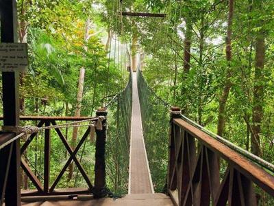 Canopy Walkway inside Taman Negara