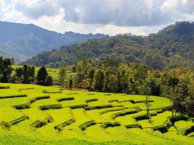 Cascading rice terraces in Flores Island