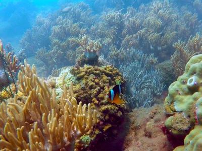 Cham Island Snorkelling Adventure