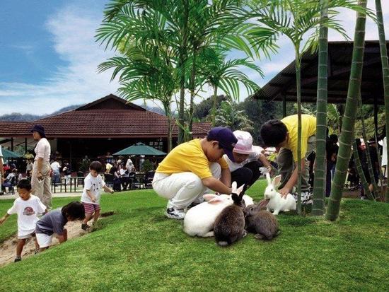 Children feeding rabbits in the Colmar Tropicale Rabbit Park at Bukit Tinggi