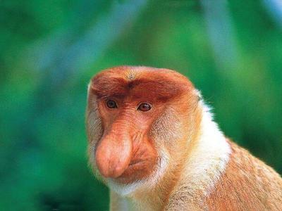 Closeup of proboscis monkey in Bako National Park
