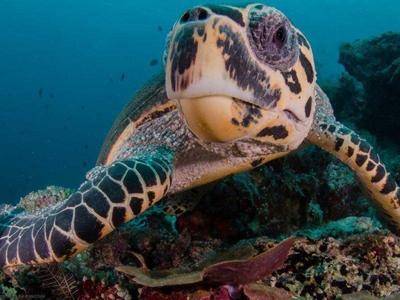 Closeup shot of turtle in Derawan Islands