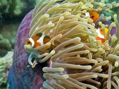 Clownfish and sea anemone in Perhentian
