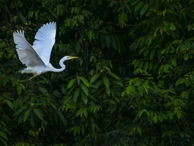 Crane flying over Kinabatangan River