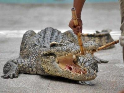Crocodile trainer opens crocodile mouth in Jong's Crocodile Farm
