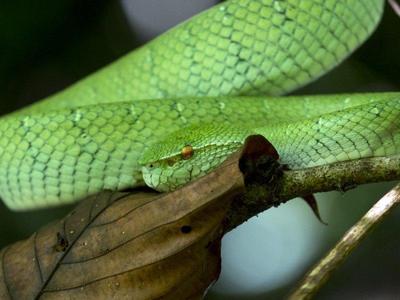 Danum Valley Field Centre Exploration