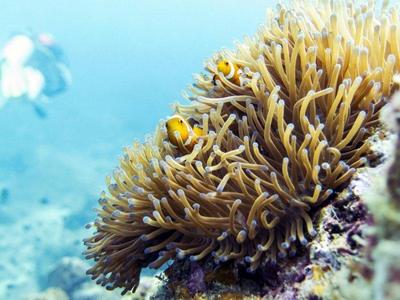 Diving at Perhentian Island