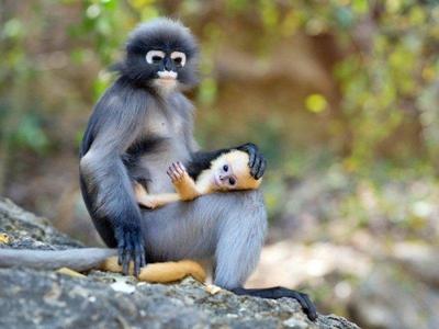 Dusky leaf monkey at Langkawi Island