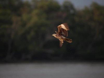 eagle feeding at kuala selangor