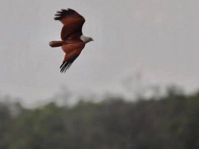 eagles at Kuala Selangor