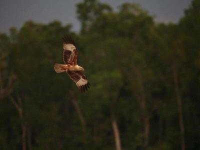 Eagles feeding at kuala selangor