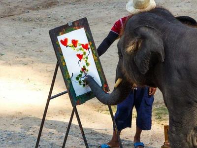 Elephant drawing in Mae Sa Elephant Camp