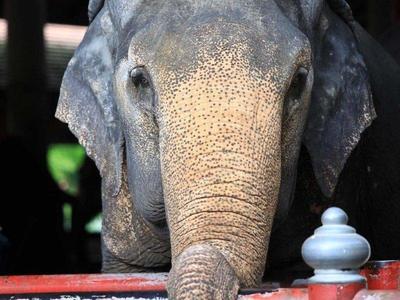 Elephant in the Bali Zoo