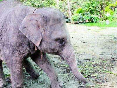 Elephant in the Namuang Safari Park