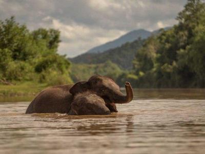Elephant swimming in Luang Prabang