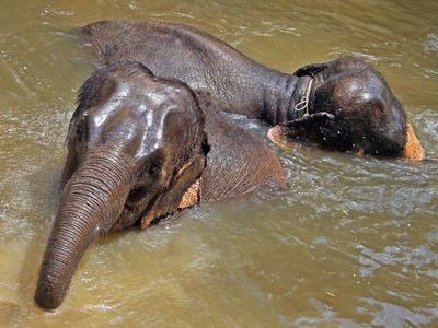 Elephants playing in the river at Kuala Gandah