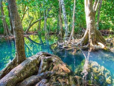 Emerald pool in the jungle of Koh Klang