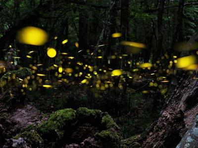 Fireflies in the forests of Desaru