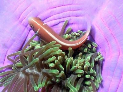 Fish and sea anemone underwater at Pulau Tioman