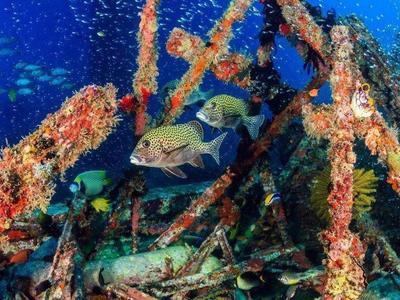 Fishes swimming around dive site in Mabul Island
