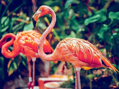 Flamingoes in Jurong Bird Park