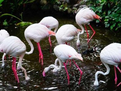 Flamingos in a small pond at the Bali Bird Park