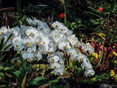 Flowers inside Gardens by the Bay